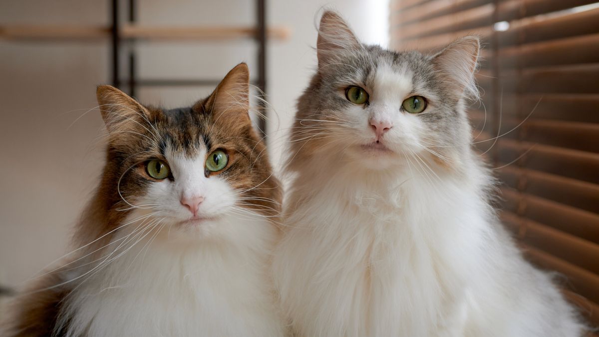 Norwegian forest cat