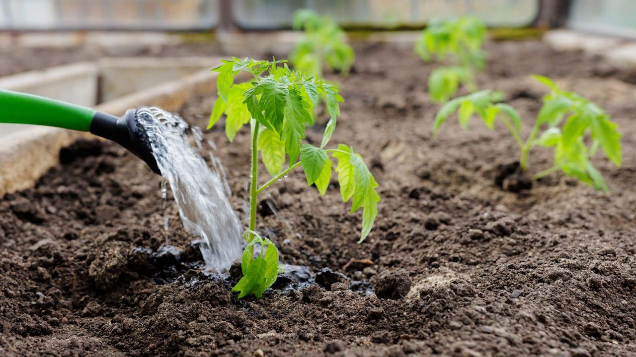 Watering tomato plants in a vegetable garden with a watering can