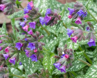 Close up of flowers and leaves of Pulmonaria 'Trevi Fountain'