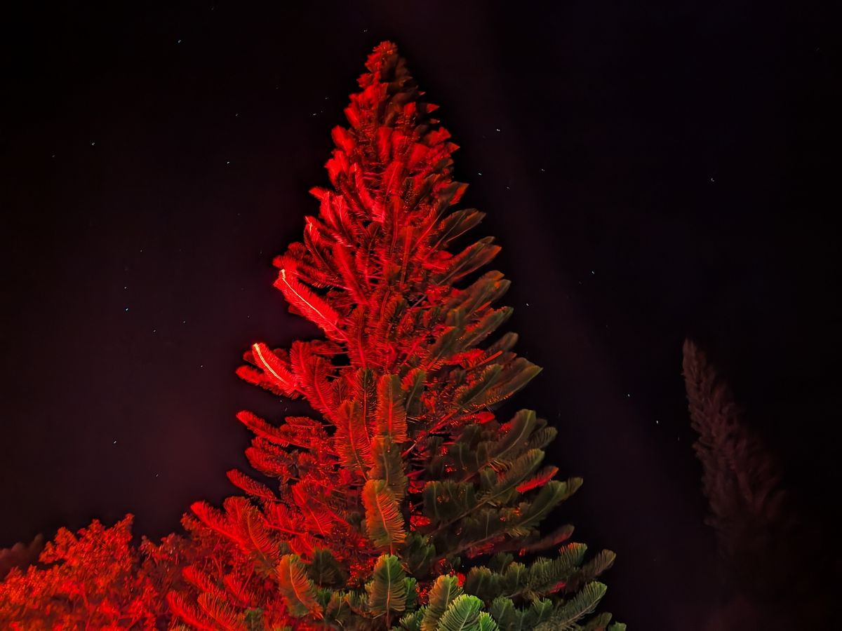 Tree lit by red light shot by Pixel 10 Pro