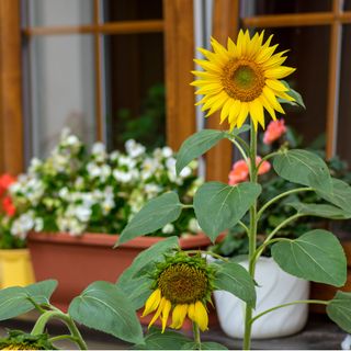 Sunflowers in pots