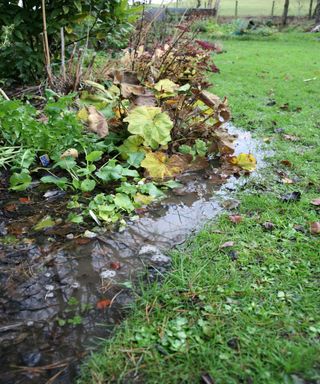 A waterlogged garden border