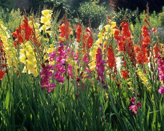 drifts of colorful gladioli in a garden border