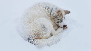 dog in blizzard