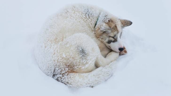 dog in blizzard