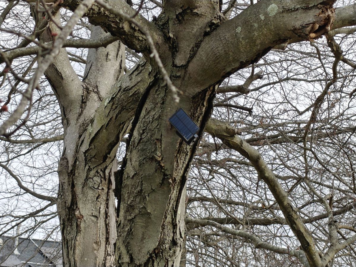 OnePlus 13 zoom sample.