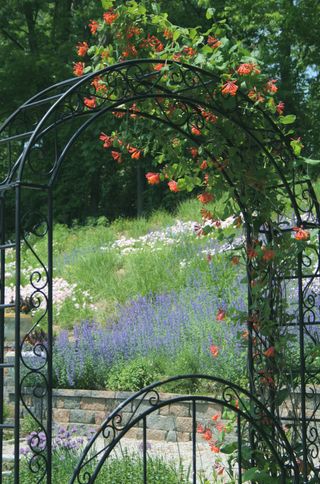 honeysuckle climbing over an arbor