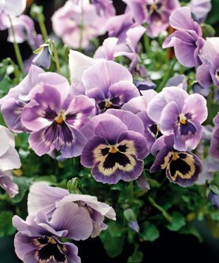 Best winter flowers to plant Pansies