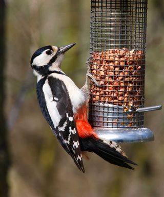 woodpecker on bird feeder