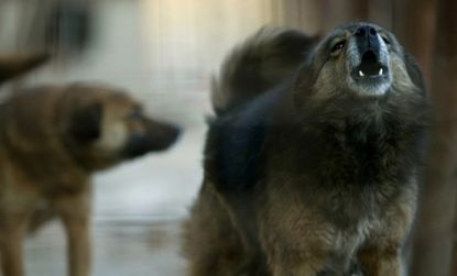 A pack of "bloodthirsty" dogs (not pictured) roaming the countryside of Washington State has killed about 100 animals in the past three months.