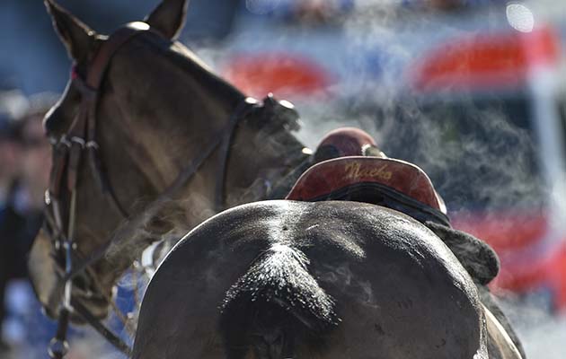 Steaming ponies in the winter sun