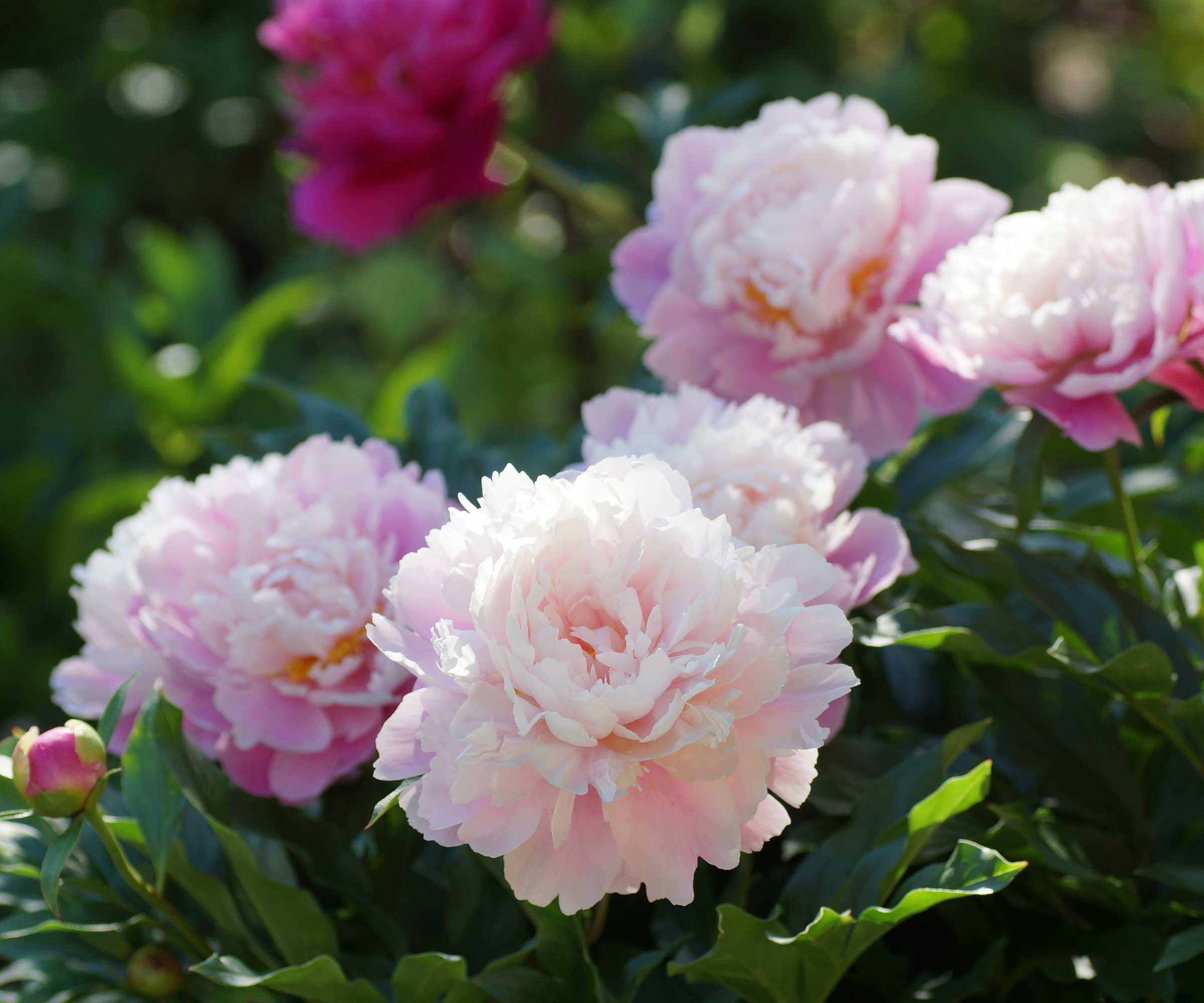 pale pink peonies
