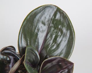 Up close leaves of geogenanthus cilantus plant