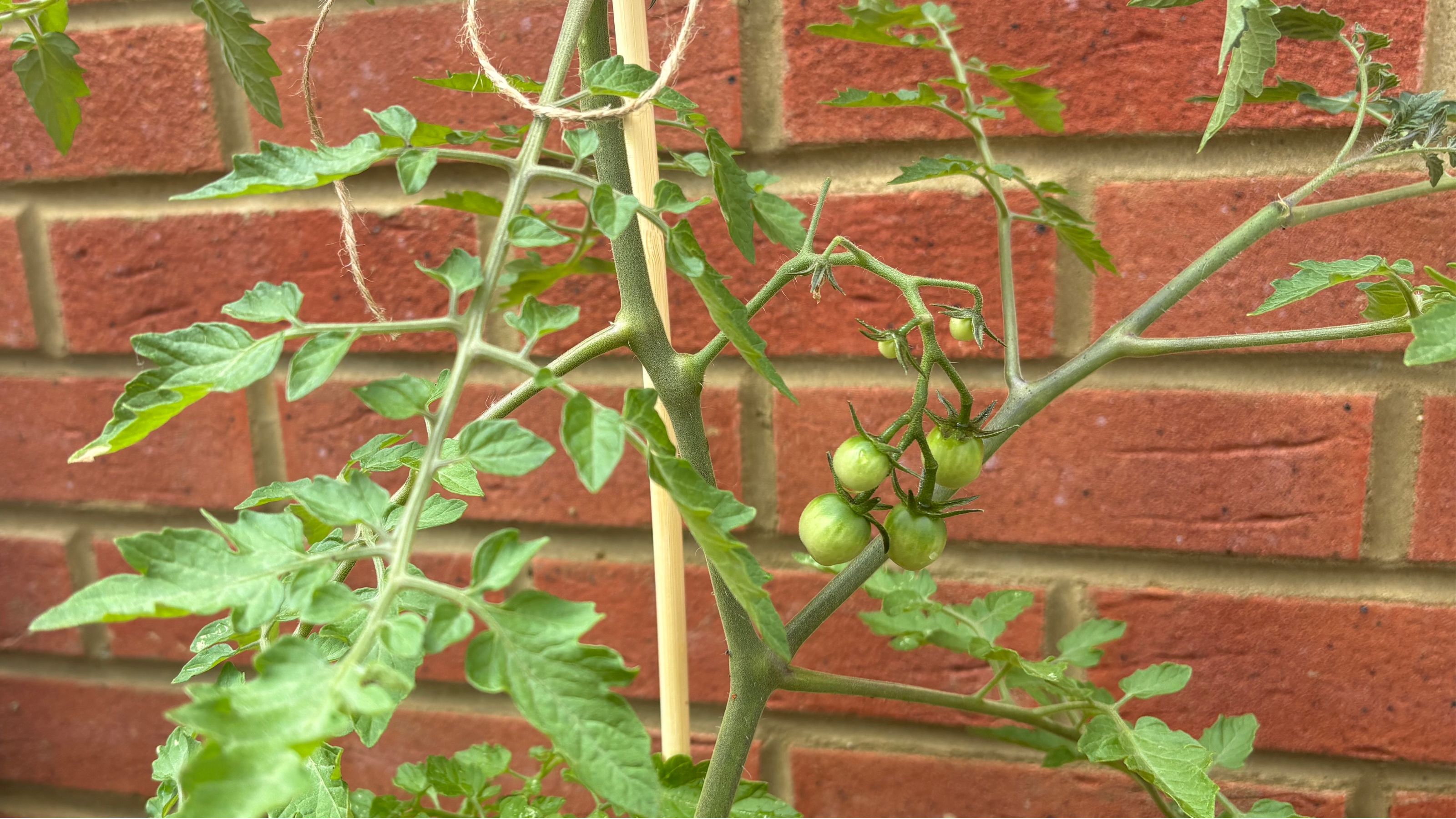 Green tomatoes growing on tomato plant against brick wall in garden