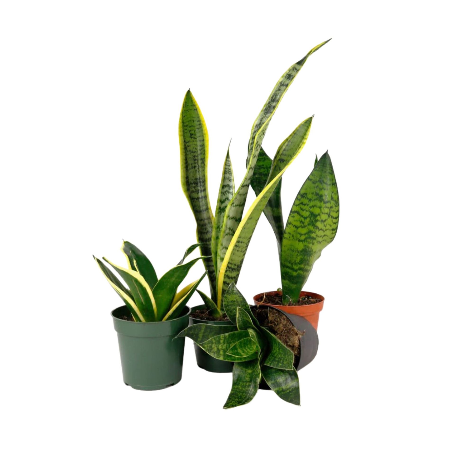 Satu set tanaman ular