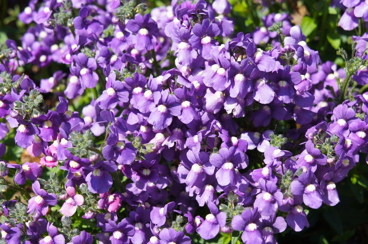 nemesia