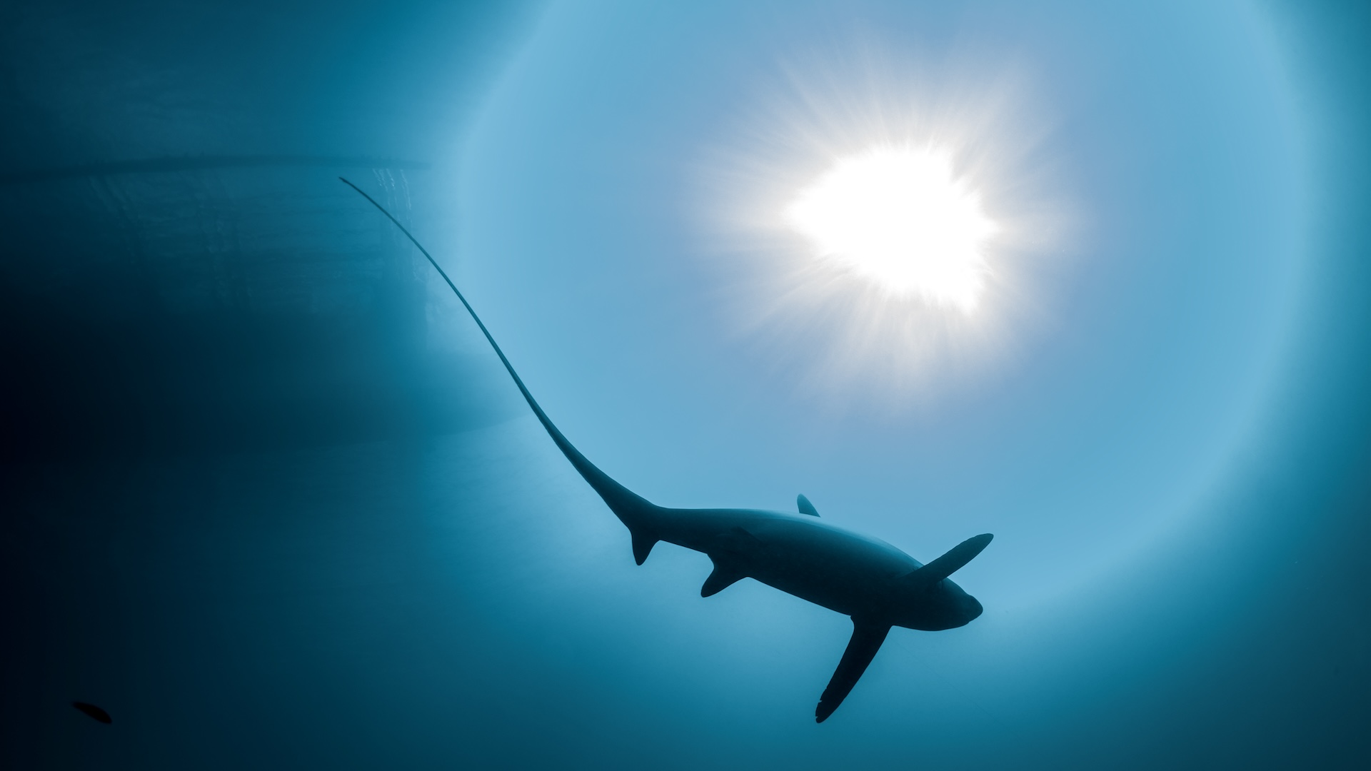 A photo of a thresher shark swimming underwater