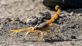 A scorpion at the Scorpion Kingdom laboratory and farm in Egypt's Western Desert, near the city of Dakhla.