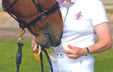 Can horses eat bananas