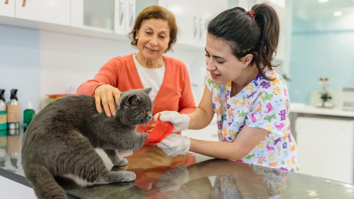 Injured cat getting paw bandaged by vet while owner looks on