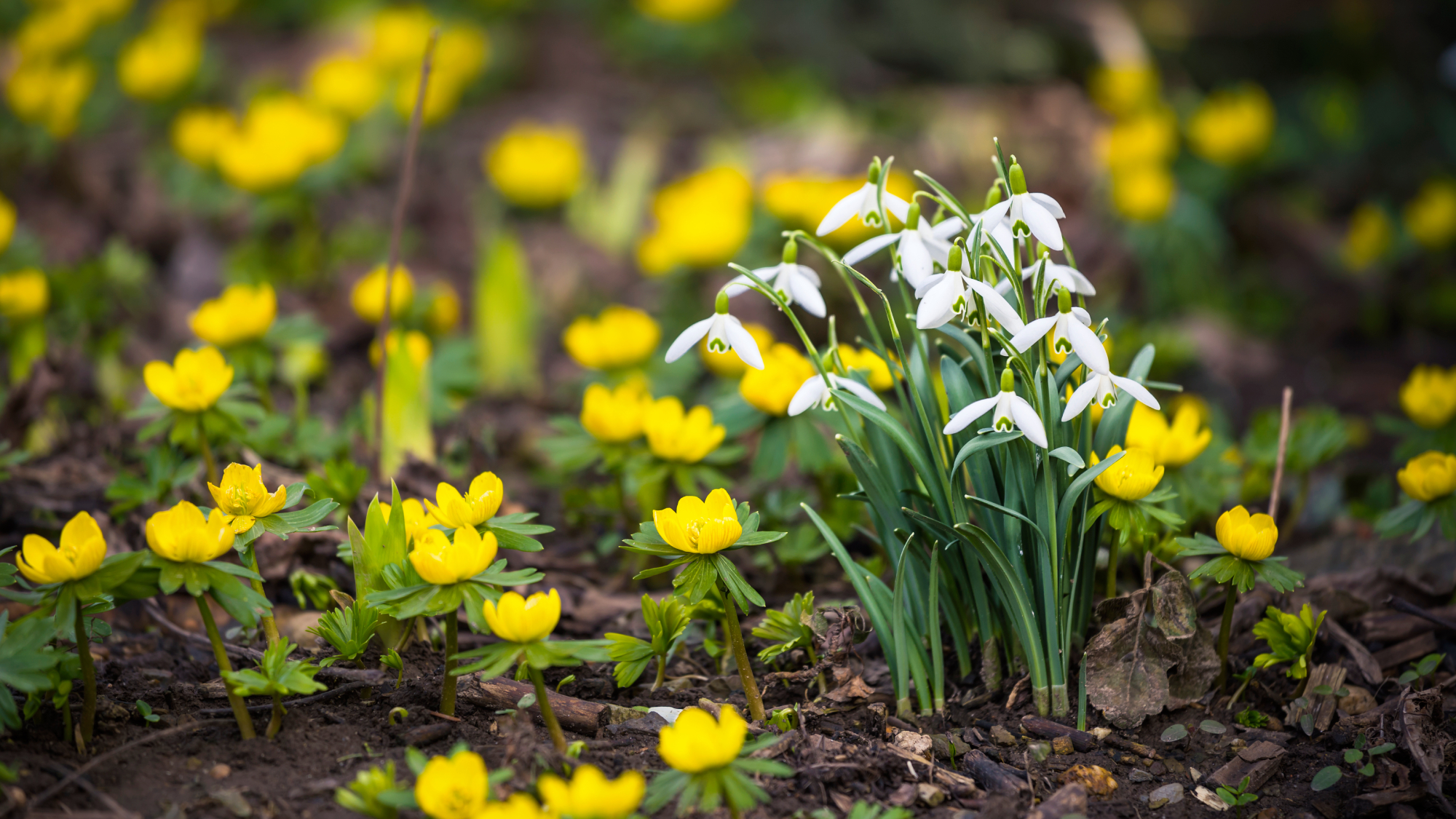 snowdrops and winter aconite in a woodland 