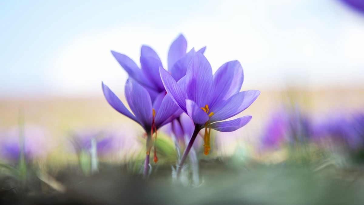 Plant These $1 Bulbs in Your Lawn Now For Drifts of Pretty Fall Flowers