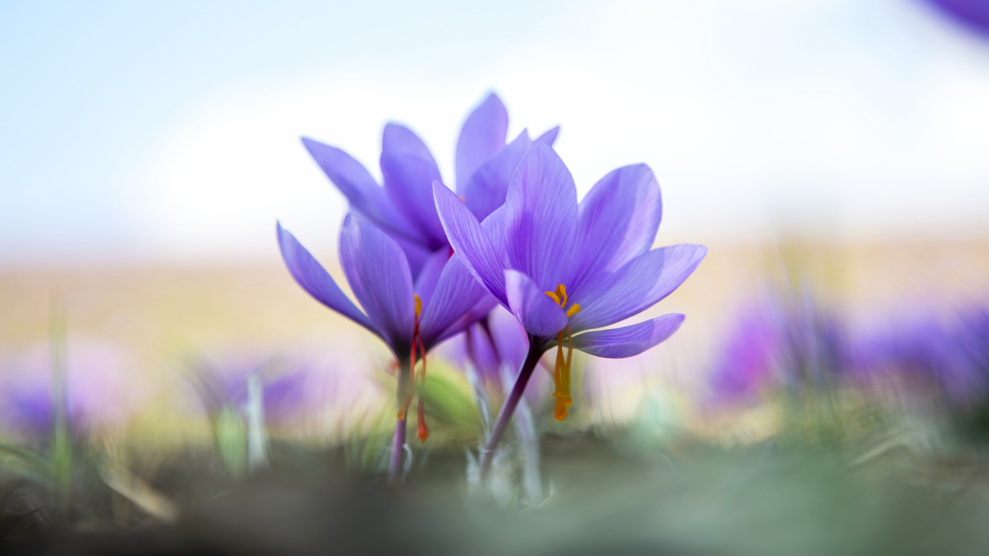 Saffron crocus flowers in lawn. Crocus sativus purple flowers on ground, close up view