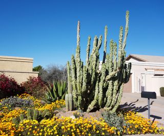 Totem pole cacti in front yard