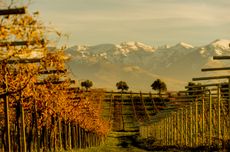 Vineyards in Abruzzo