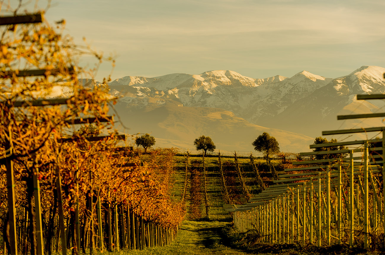 Vineyards in Abruzzo