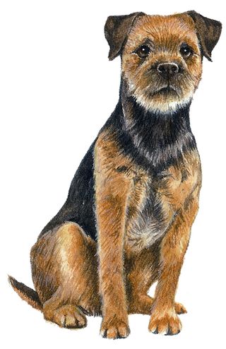 Border terrier