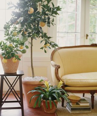 potted lemon tree next to a sofa inside a home