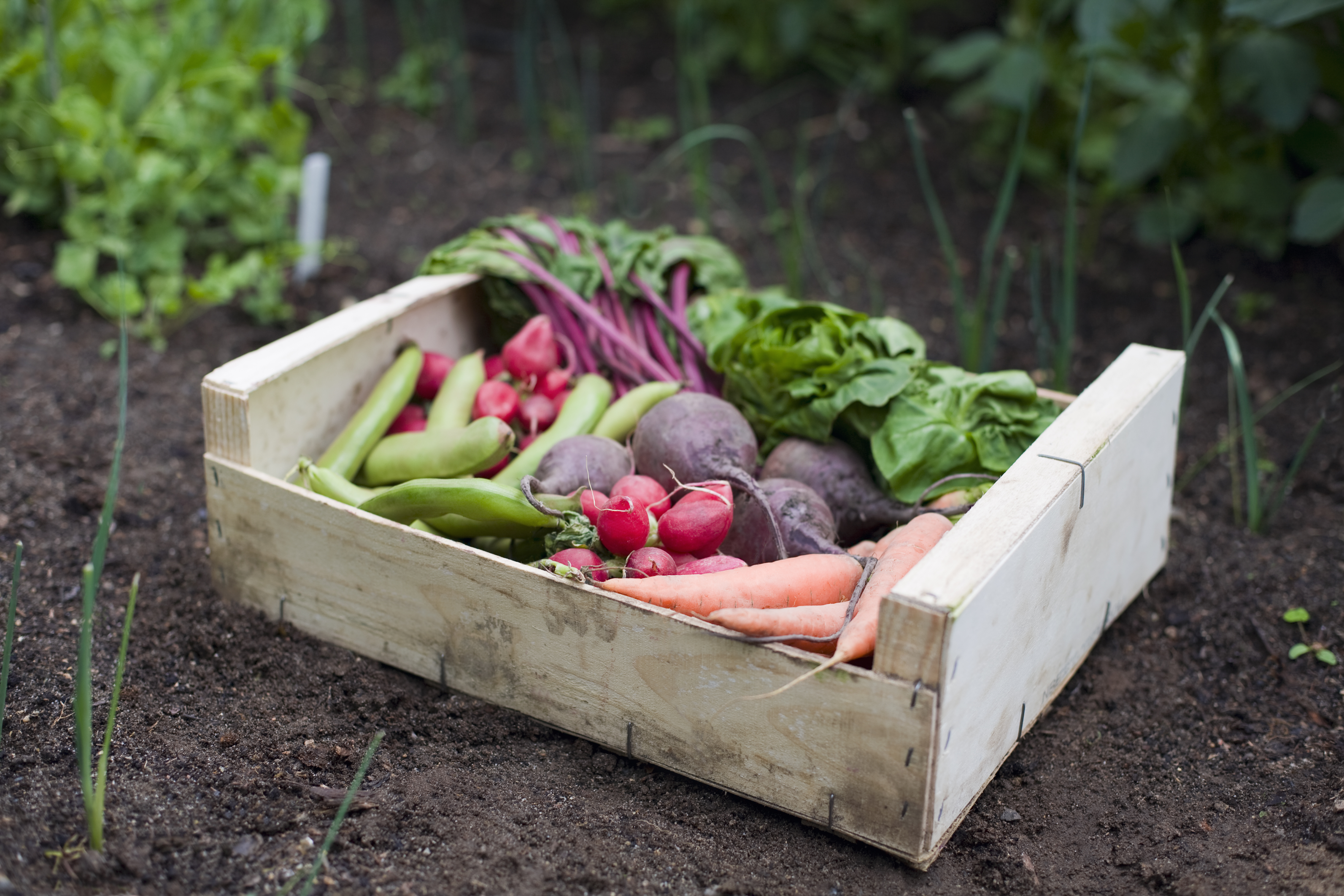 A wooden veggie box containing healthy local produce, broad beans, radish, carrots, beetroot and lettuce rests on rich dark brown pesticide free soil. The fresh organic homegrown vegetables have been grown and gathered in a vegetable garden or allotment.