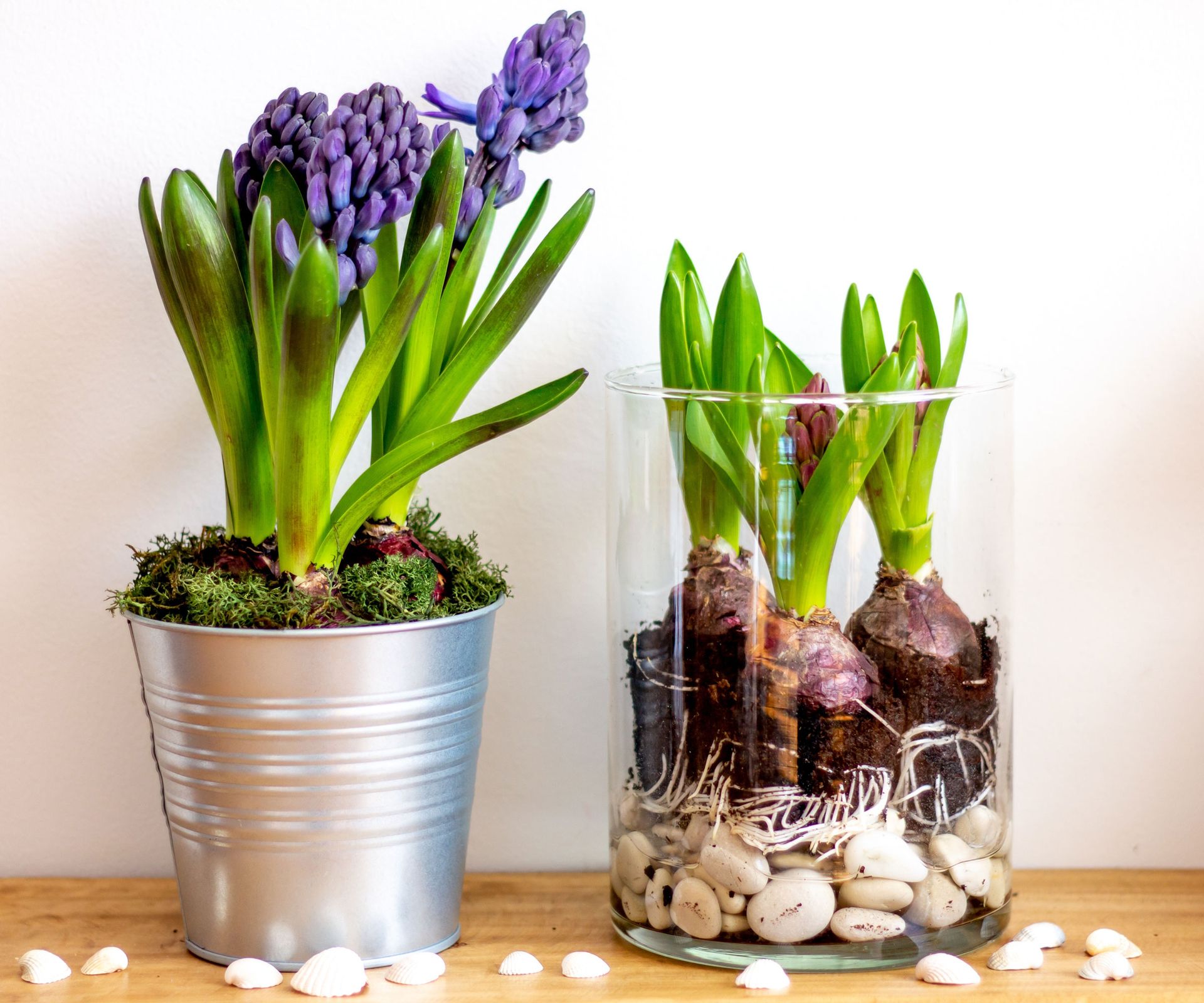 hyacinth bulbs in pot and vase showing roots and flowers