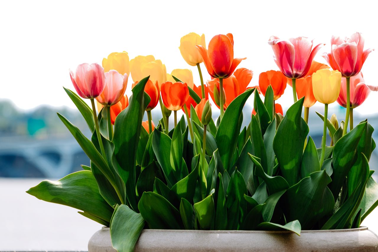 Tulips in container garden