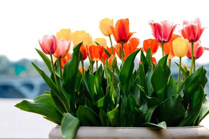 Tulips in container garden