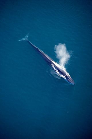 aerial fiew of a fin whale