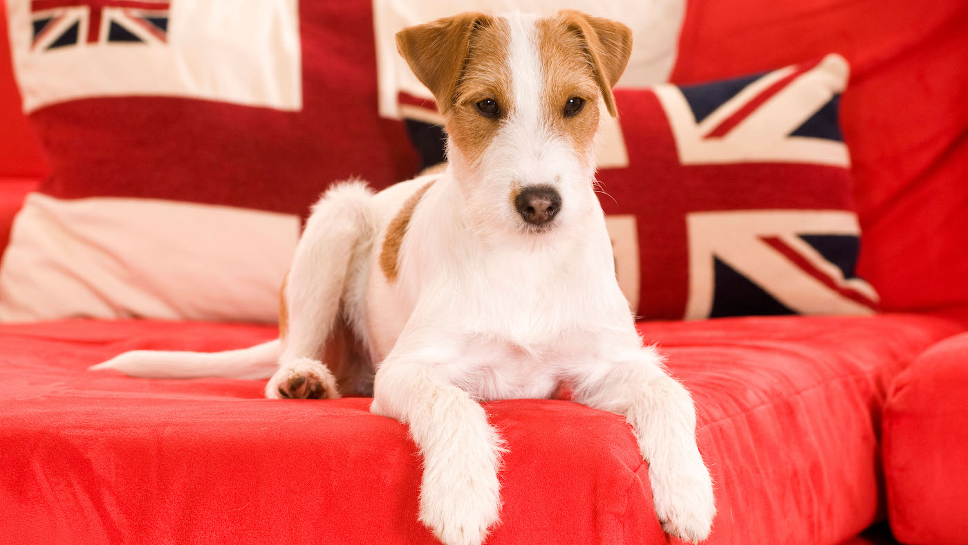 British dog breeds