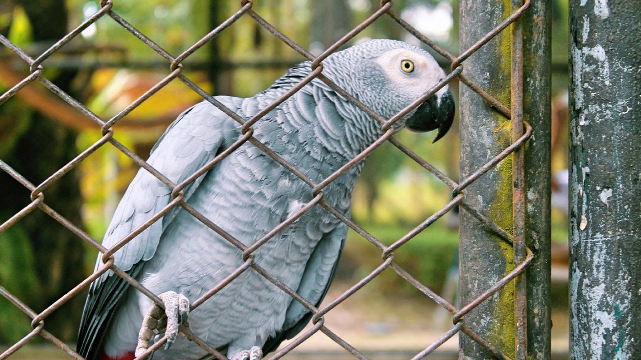 A parrot