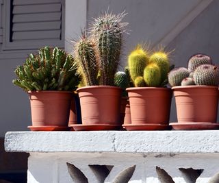 Cacti on sunny balcony