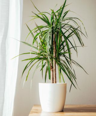 Dragon tree Dracaena marginata on table top