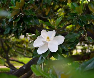 A white flower on a southern magnolia tree