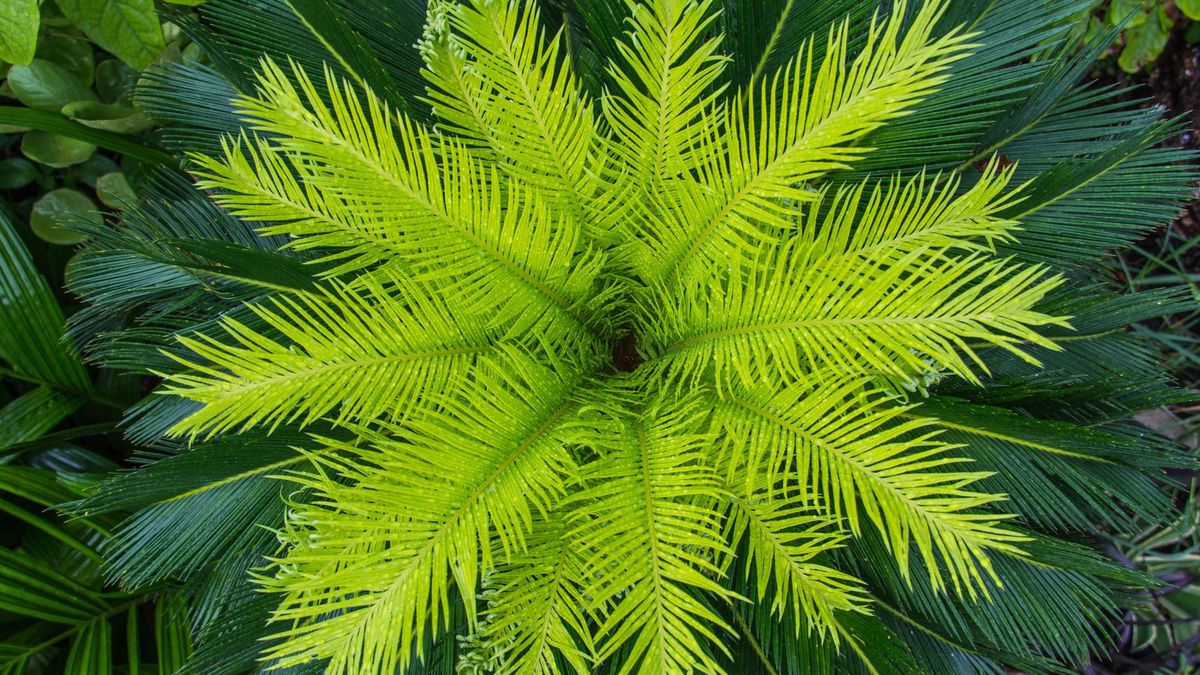 Gardeners Are Obsessed With This Striking Evergreen Perennial – And It’s Easy to See Why