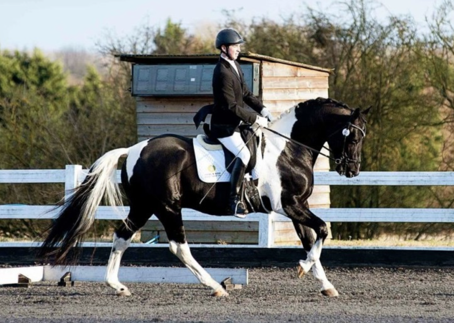 Horses for sale &amp;pound;20,000 and over