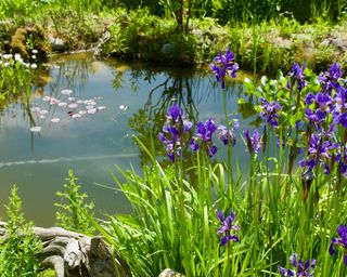 Small natural garden pond with lilies growing at the edge