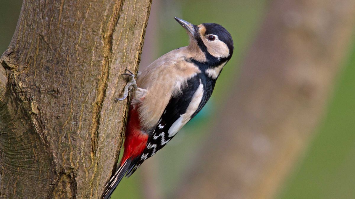 How to get rid of woodpeckers 5 humane ways Gardeningetc