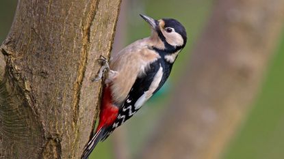 Great Spotted Woodpecker on tree