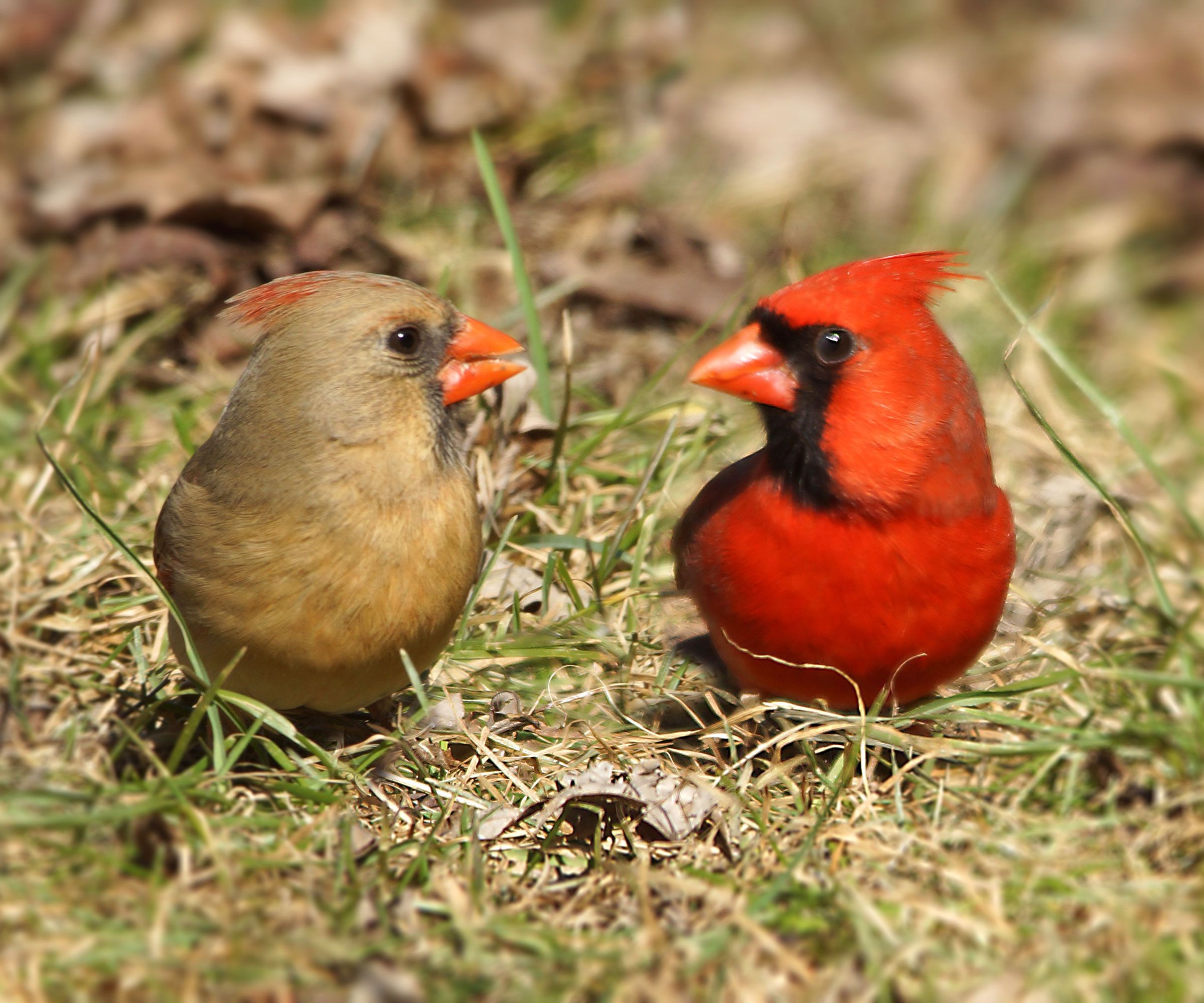 two northern cardinal birds sitting on grass