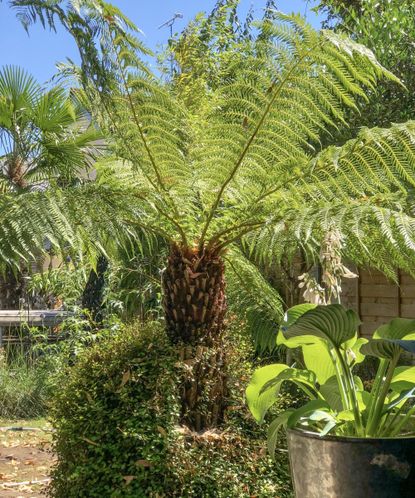 How to winterize tree ferns: tips to protect Dicksonia