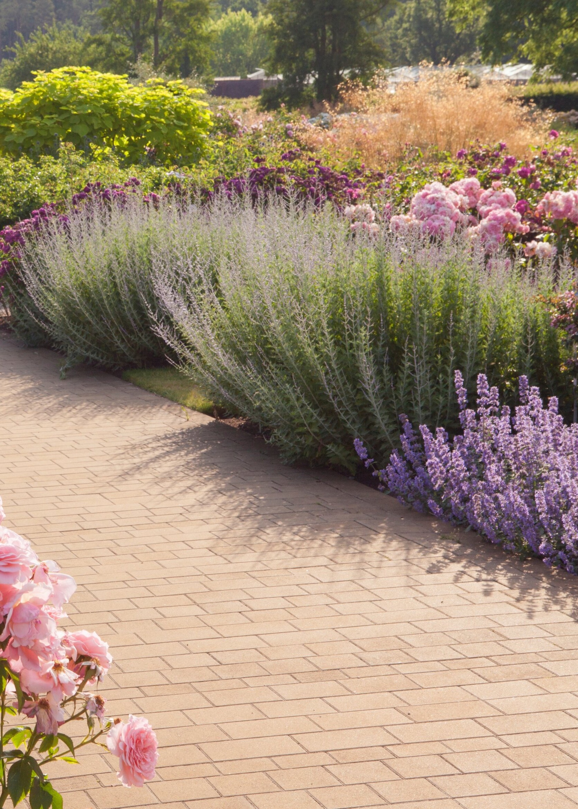 lavender in the flower beds at RHS Wisley